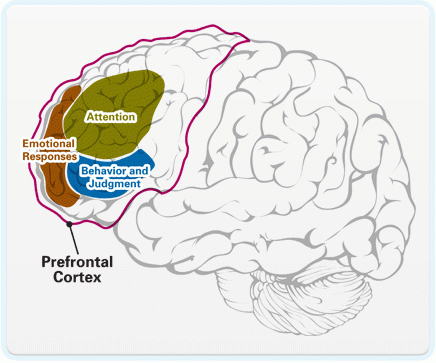 picture of brain highlighting attention, emotional responses and behavior and judgment
