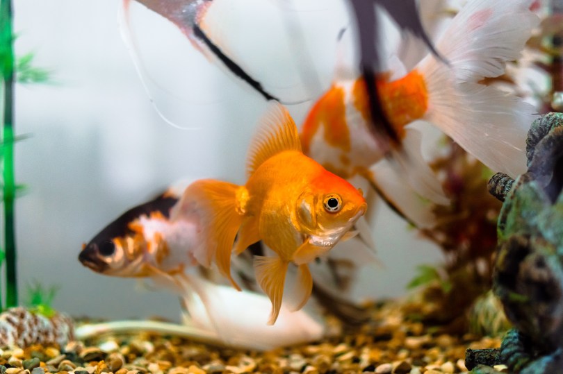 goldfish losing its flow of thought